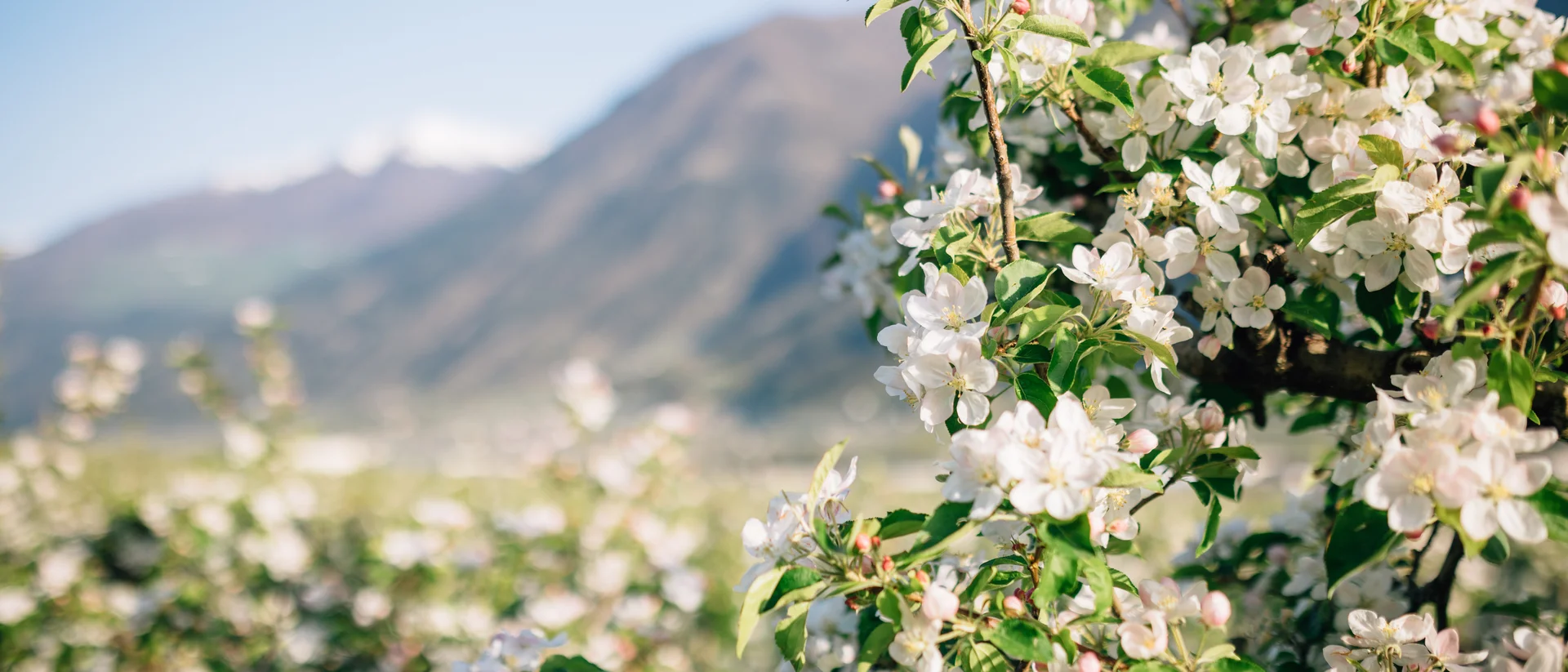 Residence Montani, Latsch